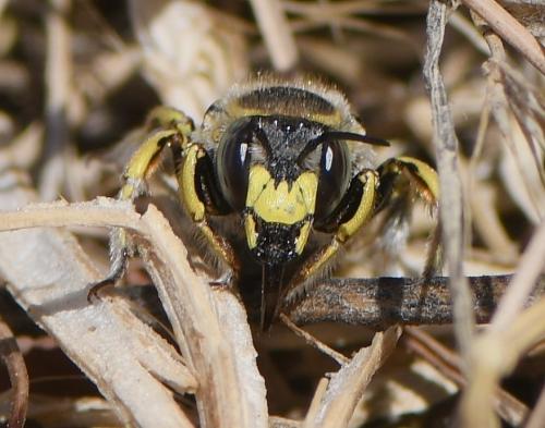 Anthidium manicatum